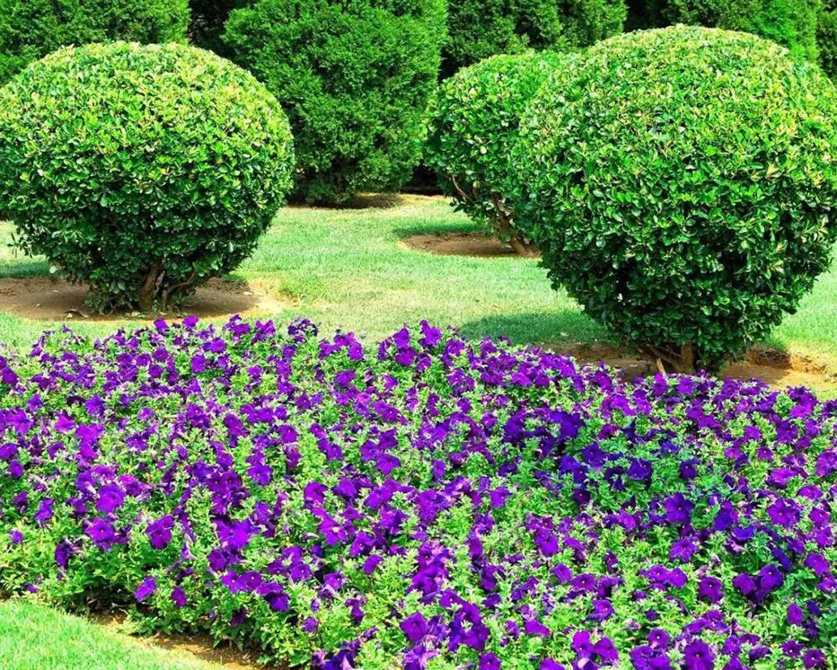 Plantation près de Luzech