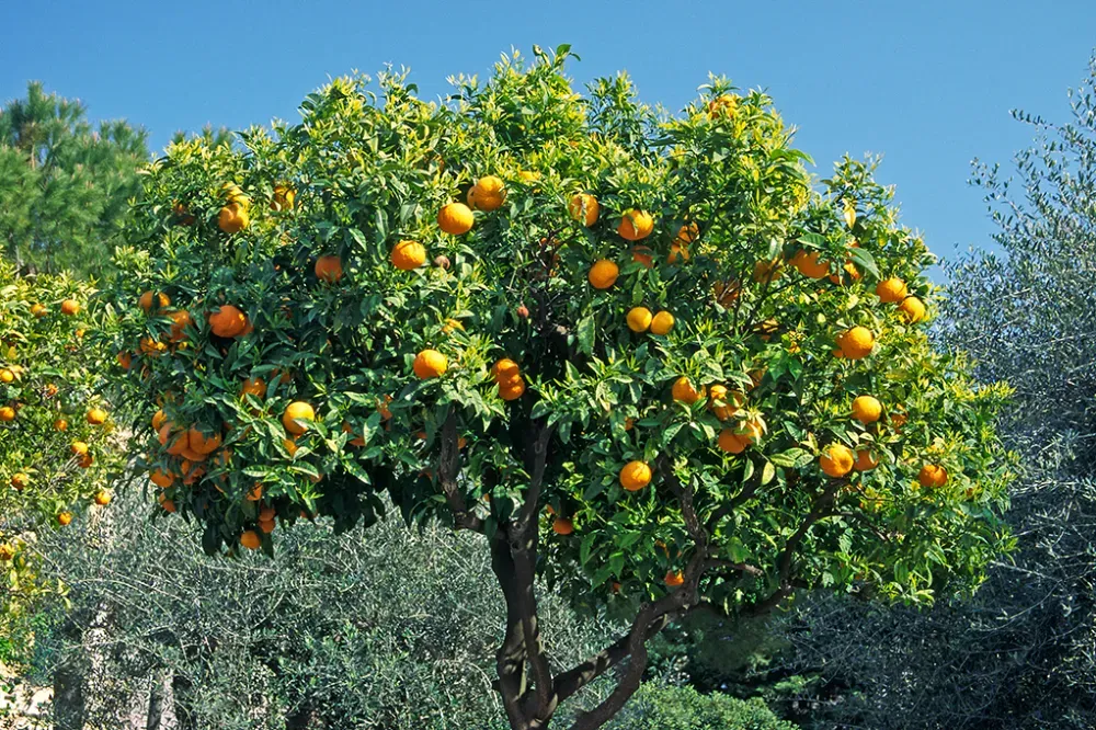 Taille de fruitiers près de Luzech